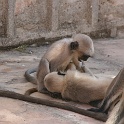 India & Nepal 2011 - 1078